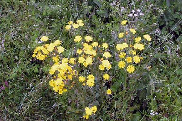 5. Ragwort.jpg